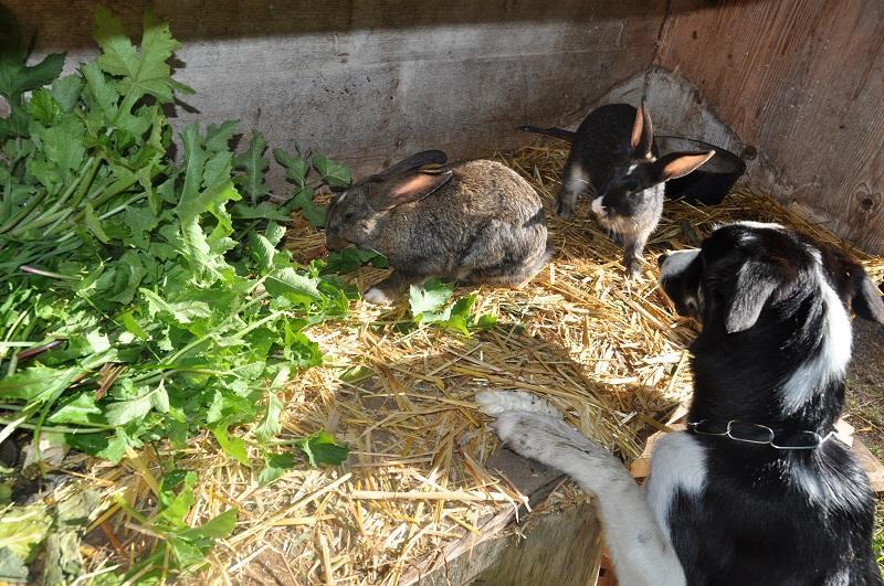 Ferienwohnung Dichtlbauer Sankt Gilgen Exteriér fotografie